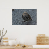 De originele Angry Bird? Poster (Keuken)