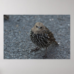 De originele Boze Vogel?? Poster