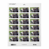De originele Jackass Funny Donkey Mule Boerderij A Etiket (Full Sheet)