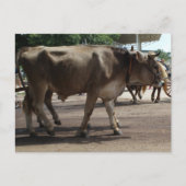 De ossen briefkaart (Voorkant)