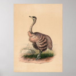 De Ostrich door Joseph Wolf Poster