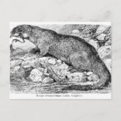 De otter briefkaart (Voorkant)