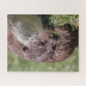 De Otter Resting van Eurazië op zonneschijn Legpuzzel (Horizontaal)