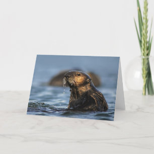 De Otter van het Zee van Californië Kaart