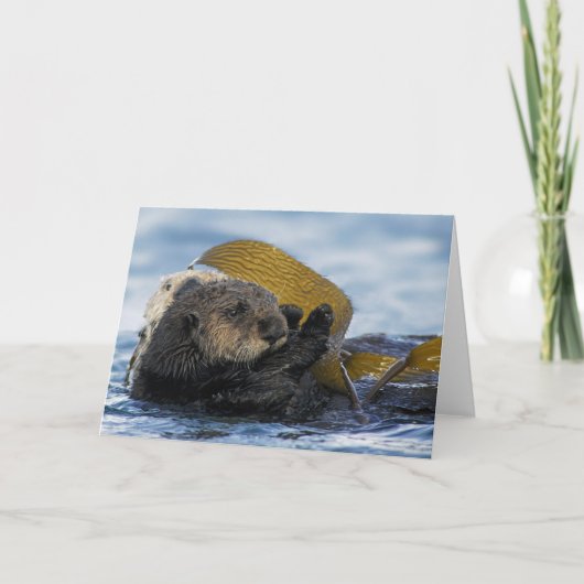 De Otters van het Zee van Californië Kaart (Voorkant)