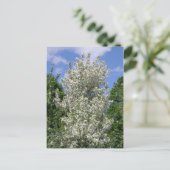 De oude appelboom briefkaart (Staand voorkant)