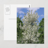 De oude appelboom briefkaart (Voorkant / Achterkant)