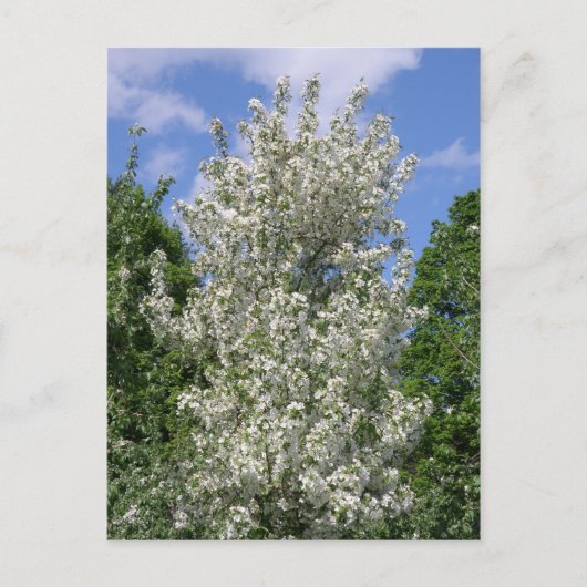 De oude appelboom briefkaart (Voorkant)