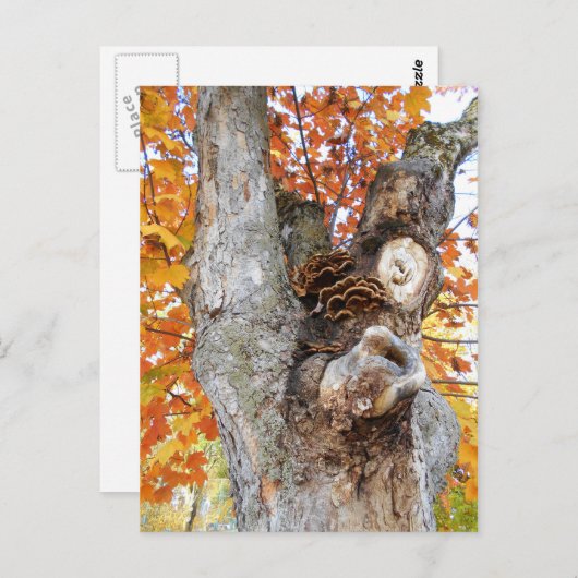 De oude Boom Briefkaart (Voorkant / Achterkant)