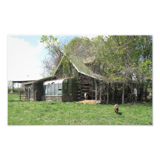 De oude geiten thuis foto afdruk (Voorkant)