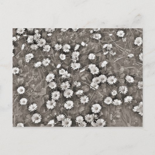 De ouder van Daisies Briefkaart (Voorkant)