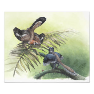 De oudste vogel foto afdruk