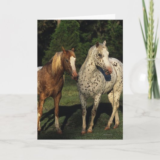 De Paarden van Appaloosa Kaart (Voorkant)