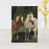 De Paarden van Appaloosa Kaart (Gele Bloem)