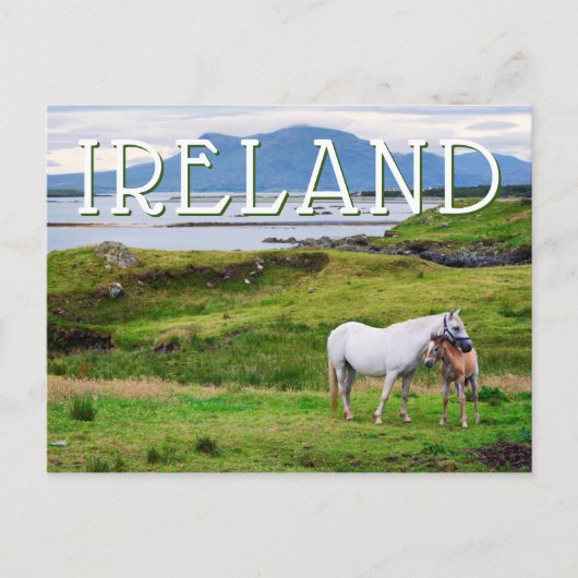 De paarden van Connemara | Galway, Ierland Briefkaart (Voorkant)