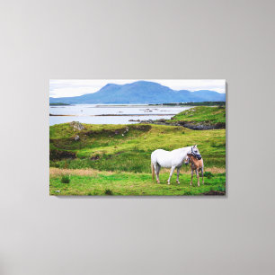 De paarden van Connemara Galway, Ierland Canvas Afdruk