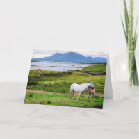 De paarden van Connemara | Galway, Ierland