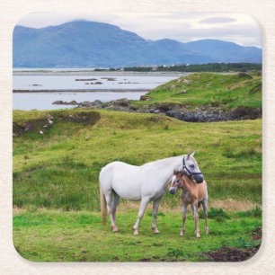 De paarden van Connemara   Galway, Ierland Kartonnen Onderzetters