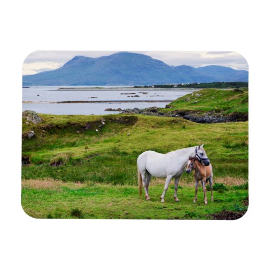 De paarden van Connemara | Galway, Ierland Magneet (Horizontaal)