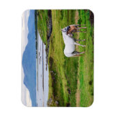 De paarden van Connemara | Galway, Ierland Magneet (Verticaal)
