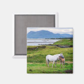 De paarden van Connemara | Galway, Ierland Magneet (Voorkant / Achterkant)