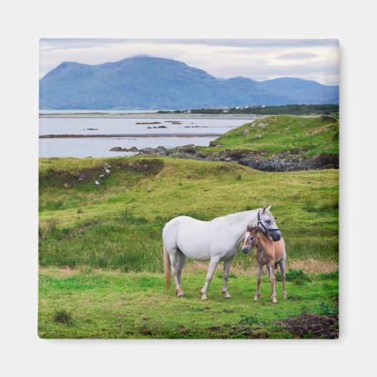 De paarden van Connemara | Galway, Ierland Magneet (Voorkant)