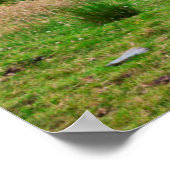 De paarden van Connemara | Galway, Ierland Poster (Hoek)