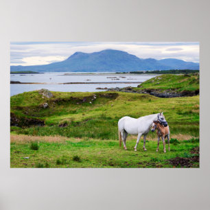 De paarden van Connemara   Galway, Ierland Poster