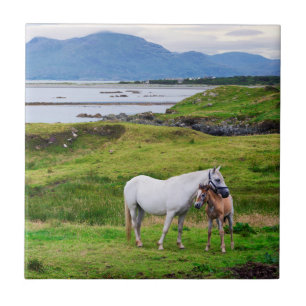 De paarden van Connemara   Galway, Ierland Tegeltje