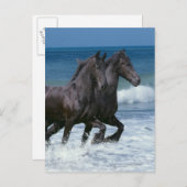 De Paarden van de fantasie: Friesians & Zee Briefkaart (Voorkant / Achterkant)