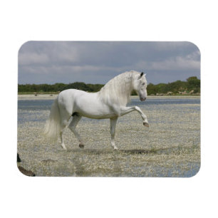 De Paarden van de fantasie: Lord van het Meer Magneet