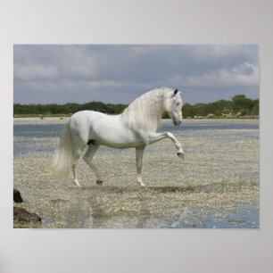 De Paarden van de fantasie: Lord van het Meer Poster