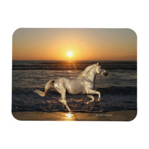 De Paarden van de fantasie: Zonsondergang Magneet