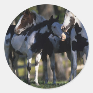 De Paarden van de verf Ronde Sticker
