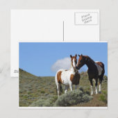 De paarden van Nuzzling Briefkaart (Voorkant / Achterkant)