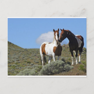 De paarden van Nuzzling Briefkaart