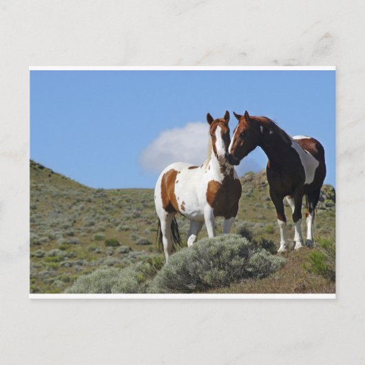 De paarden van Nuzzling Briefkaart (Voorkant)
