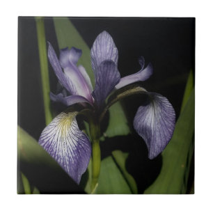 De paarse Blauwe Natuur van de Bloem van de Iris Tegeltje