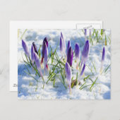 De paarse Bloem van de Krokus in de Vorst van de Briefkaart (Voorkant / Achterkant)