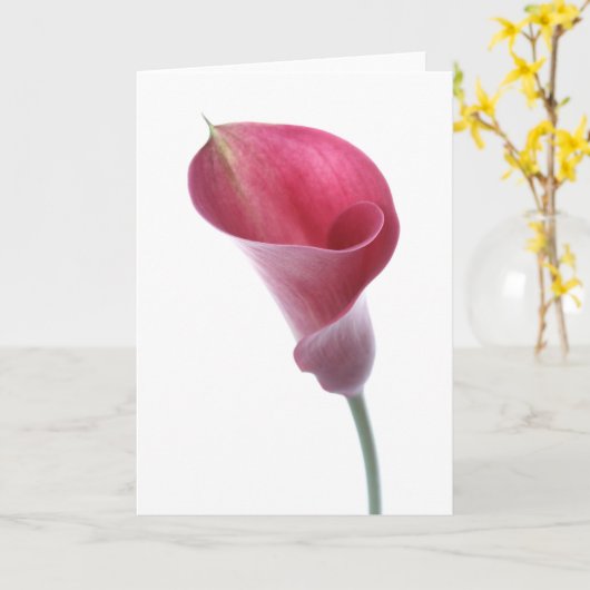De paarse Calla Kaart van de Lelie (Gele Bloem)
