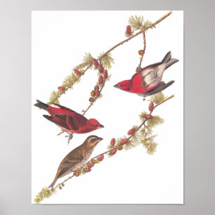 De Paarse Finch Red Birds  kunst van Audubon Poster
