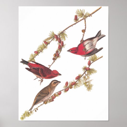 De Paarse Finch Red Birds  kunst van Audubon Poster (Voorkant)
