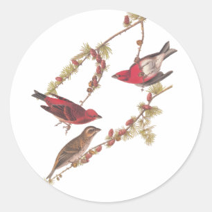 De Paarse Finch Red Birds  kunst van Audubon Ronde Sticker