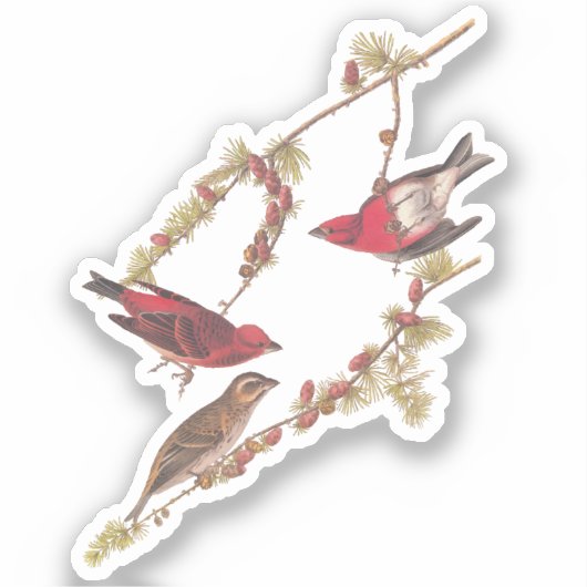 De Paarse Finch Red Birds  kunst van Audubon Sticker (Voorkant)