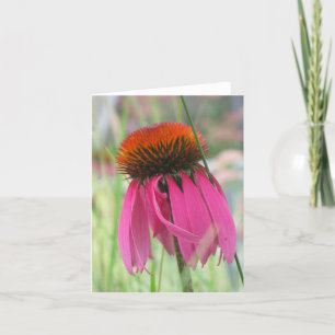 De paarse Kaart van de Nota Coneflower