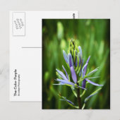 De Paarse kleur Briefkaart (Voorkant / Achterkant)