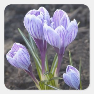 DE PAARSE KROKUS VAN DE LENTE VIERKANTE STICKER