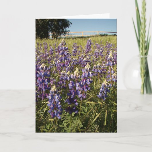 De paarse Lupine bloeit Kaart (Voorkant)