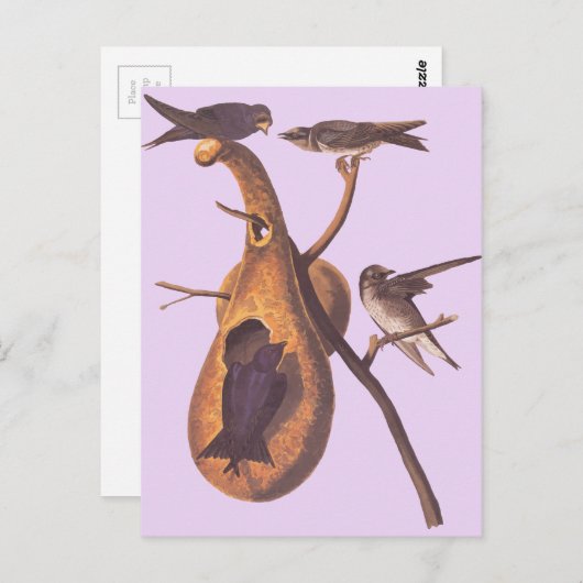 De Paarse Martin van Audubon Briefkaart (Voorkant / Achterkant)