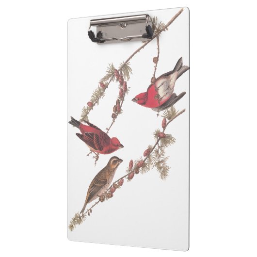 De Paarse vinken van Audubon op de naaldbomen Klembord (Links)